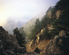 cedarsakk.jpg